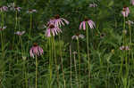 Wavyleaf purple coneflower